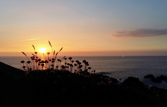 hartland quay thrift sunset.jpg