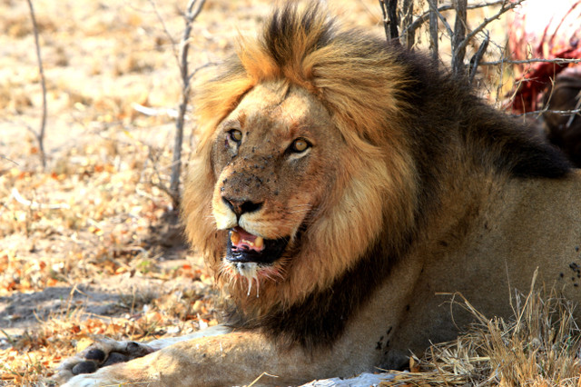 Lion Kruger National Park