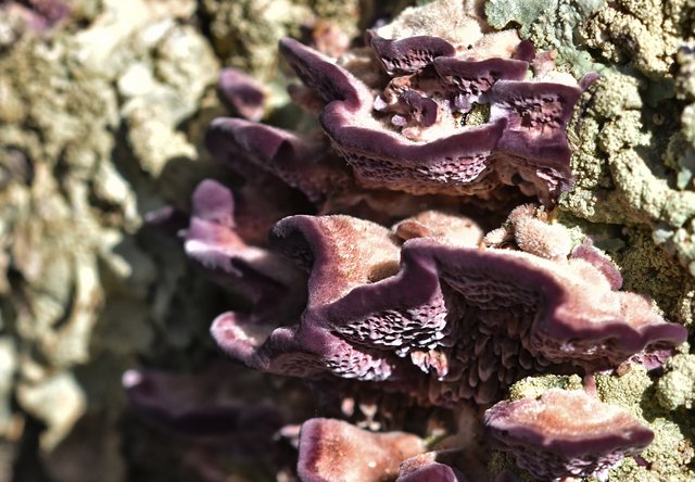 purple mushroom on cork 3.jpg