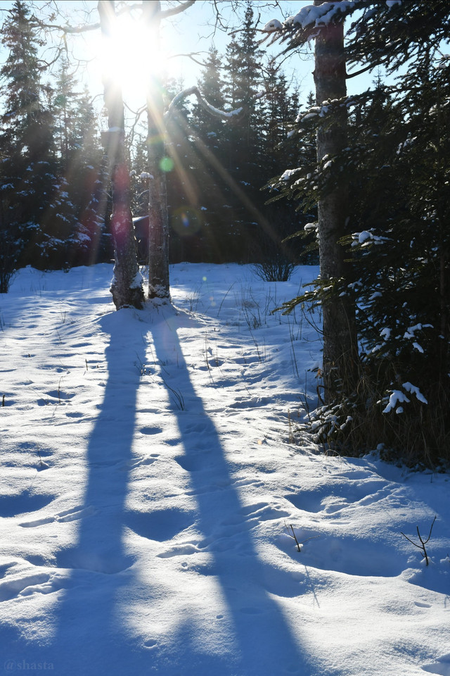 shasta2018jan27th47treeshadowx8io.jpg