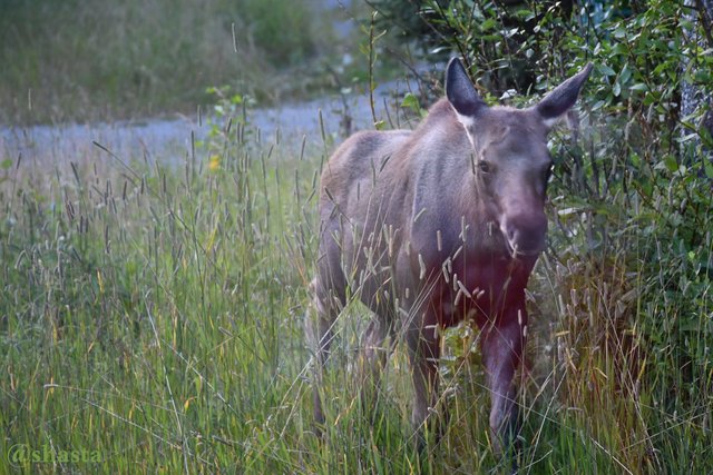 shasta2018aug20th47moosemonday7io.jpg