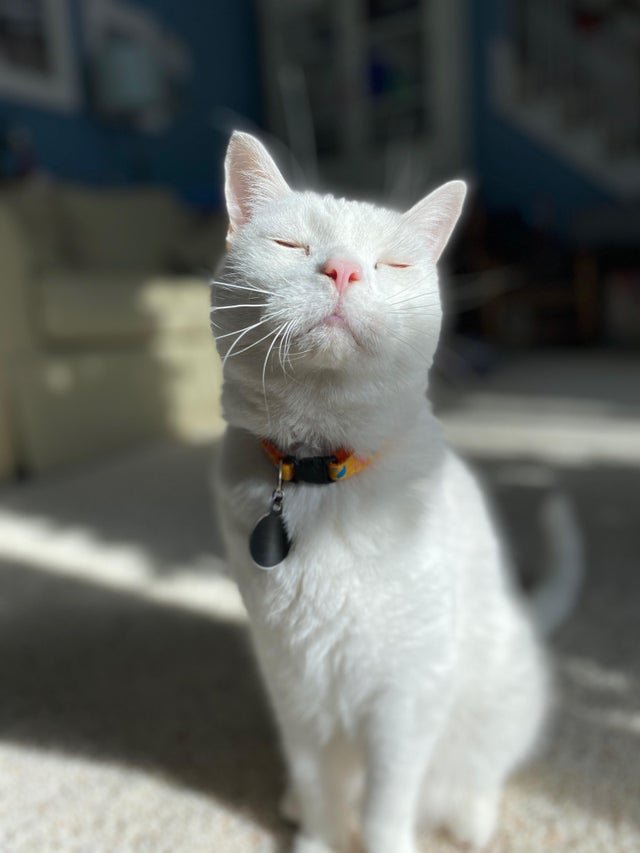sunbeam enjoyment intensifies.jpg