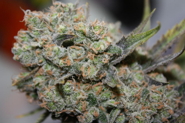 Cinderella-99-Cannabis-Strain-Nug.png