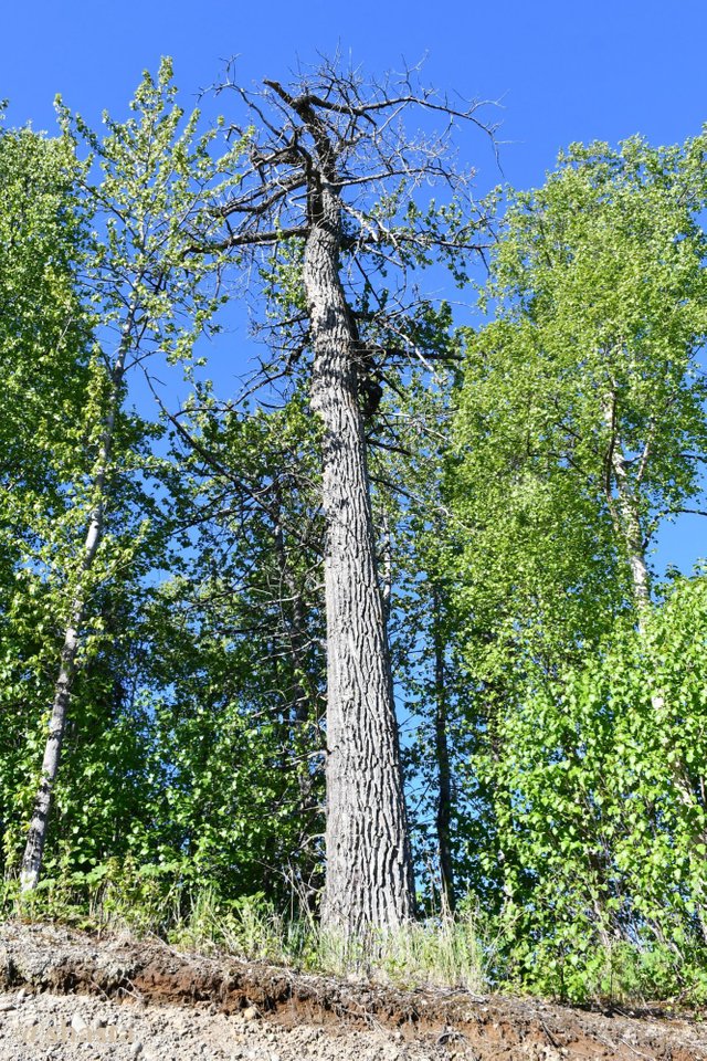 shasta2019april2nd47cottonwood2io.jpg