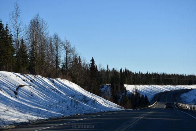 shasta2019feb5th47treeshadows11io.jpg