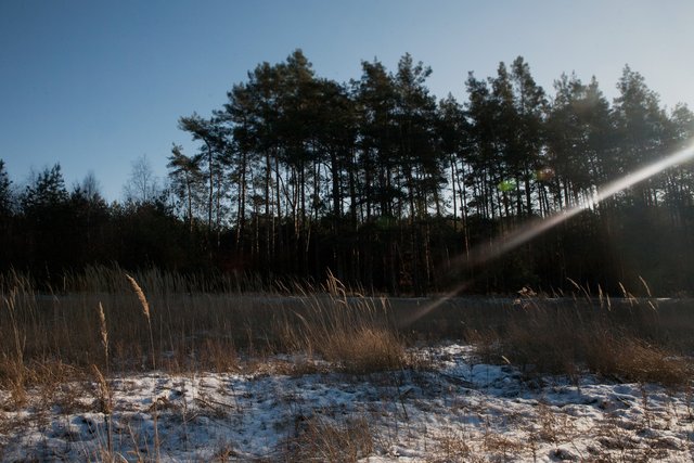 glinianki woods winter  3.jpg