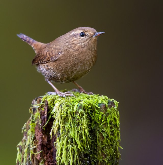 Pacific Wren-Saved-for-Web-jueu.jpg
