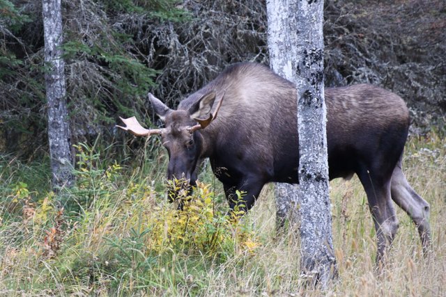 shasta2019march11th47bullmoose1io.jpg