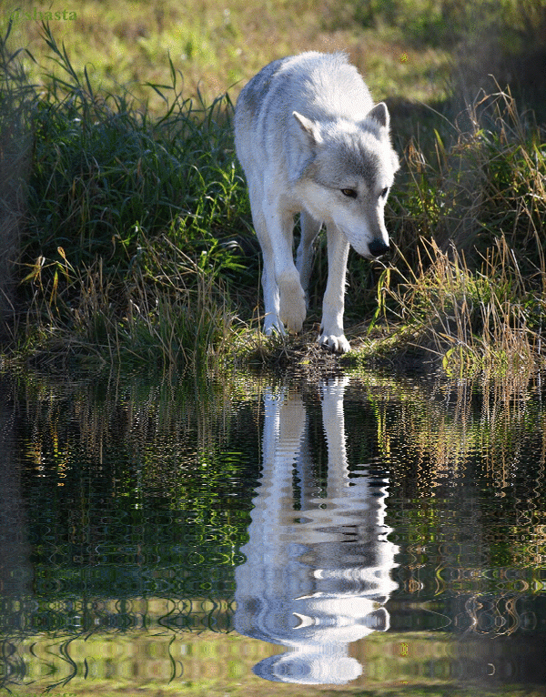 shasta2018sept16th47wolfripple9io.gif