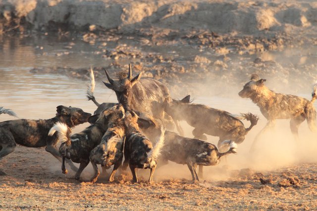 wild_dogs_wildebeest_3_2016-06-23.jpg