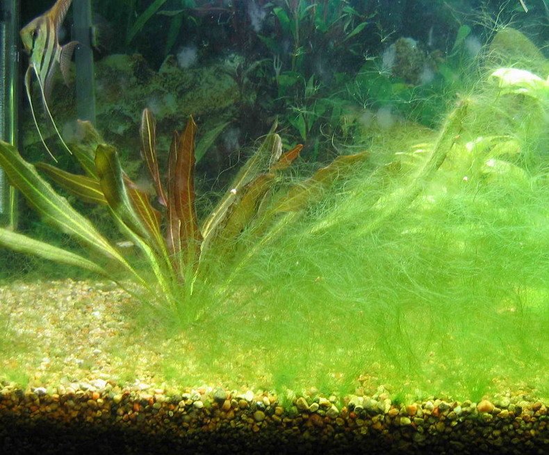 Водоросли на стеклах. Аквариум водоросли нитчатка. Кладофора нитчатая. Нитчатка спирогира. Кладофора нитчатая водоросль.