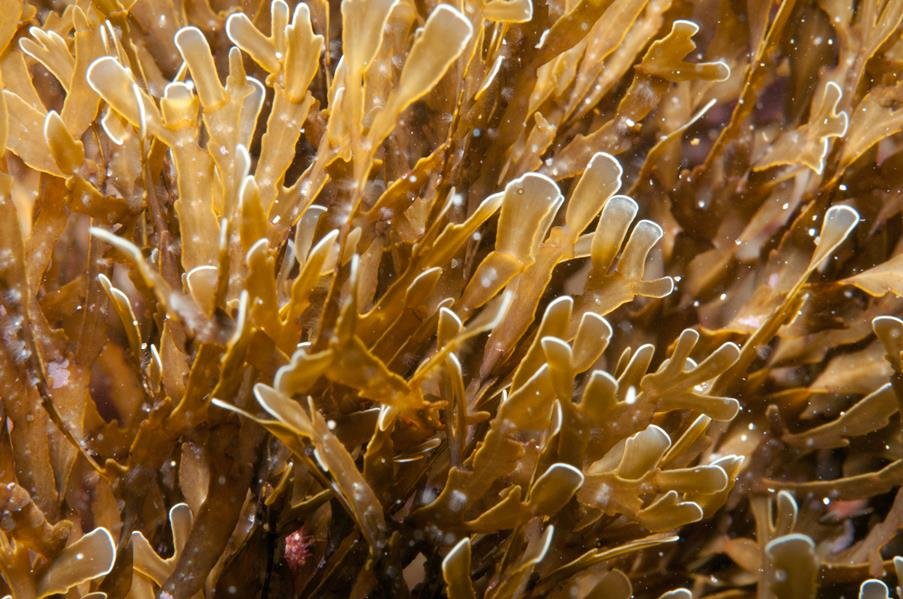 Бурые водоросли представлены. Бурые водоросли algae. Зелёные водоросли фукус. 7. Бурые водоросли. Бурые водоросли ламинария макроцистис.