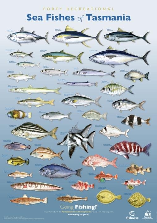 Fish name. Плакат рыбы Средиземного моря. Рыбки в Средиземном море зеленые. Виды рыб моря Израиля. Средиземноморская рыба названия на английском.