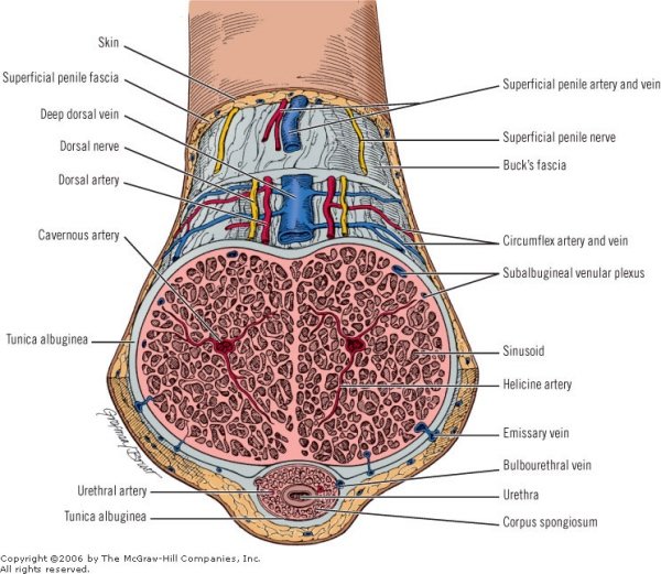 Анатомия пениса на наглядном примере Let's settle it once and for all: Is the penis a muscle? - An anatomical approac
