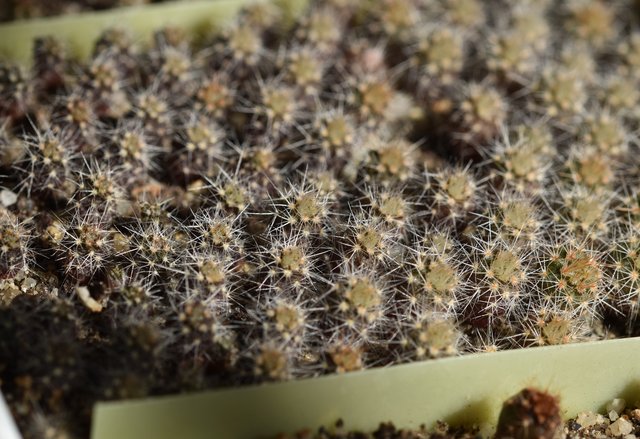 Notocactus mueller-melchersii babies 5.jpg