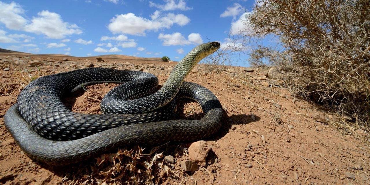 Змея 4 2023. Змеи в Марокко. Животный мир Марокко. Муса змей.