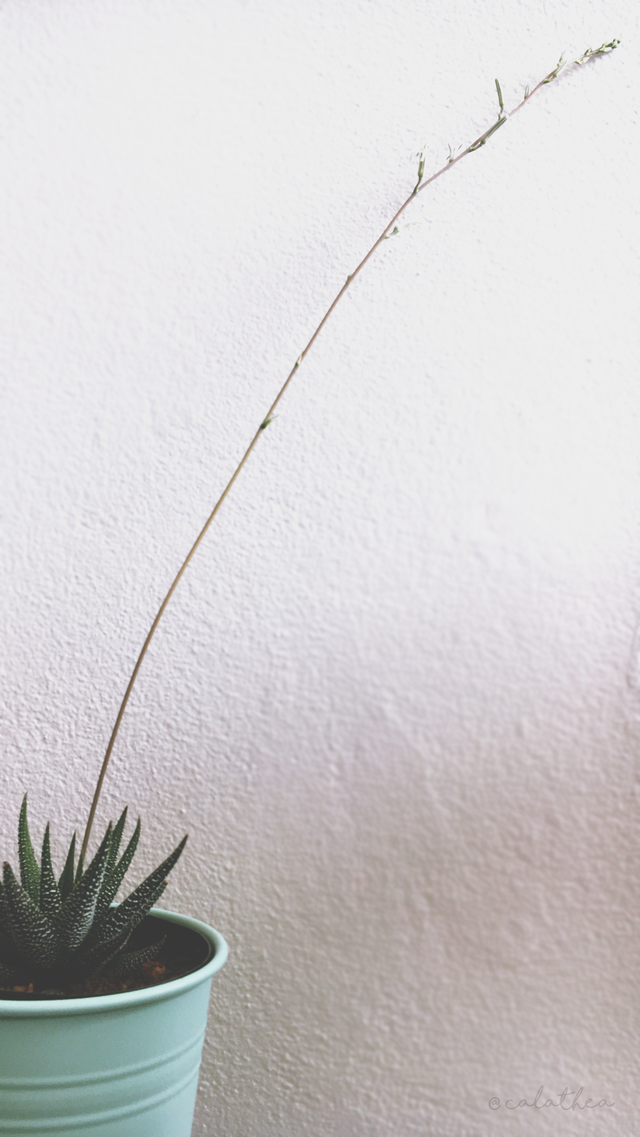 Growing Haworthia  Steemit