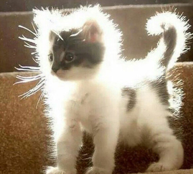cat.jpg