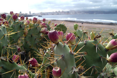 san pedro cactus order San Pedro Cactus  AceMegaSucculents