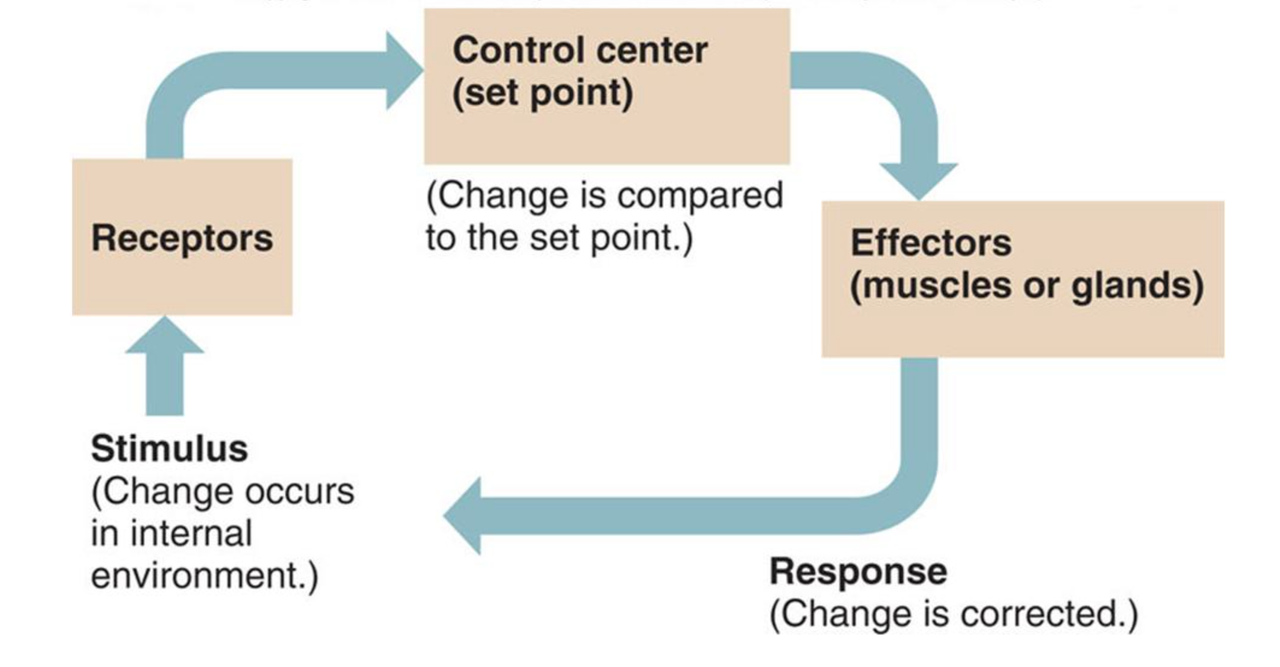 Control mechanism. Internal environment of homeostasis. Homeostasis Control mechanism. Homeostatic point. Homa (the homeostatic model Assessment) норма.
