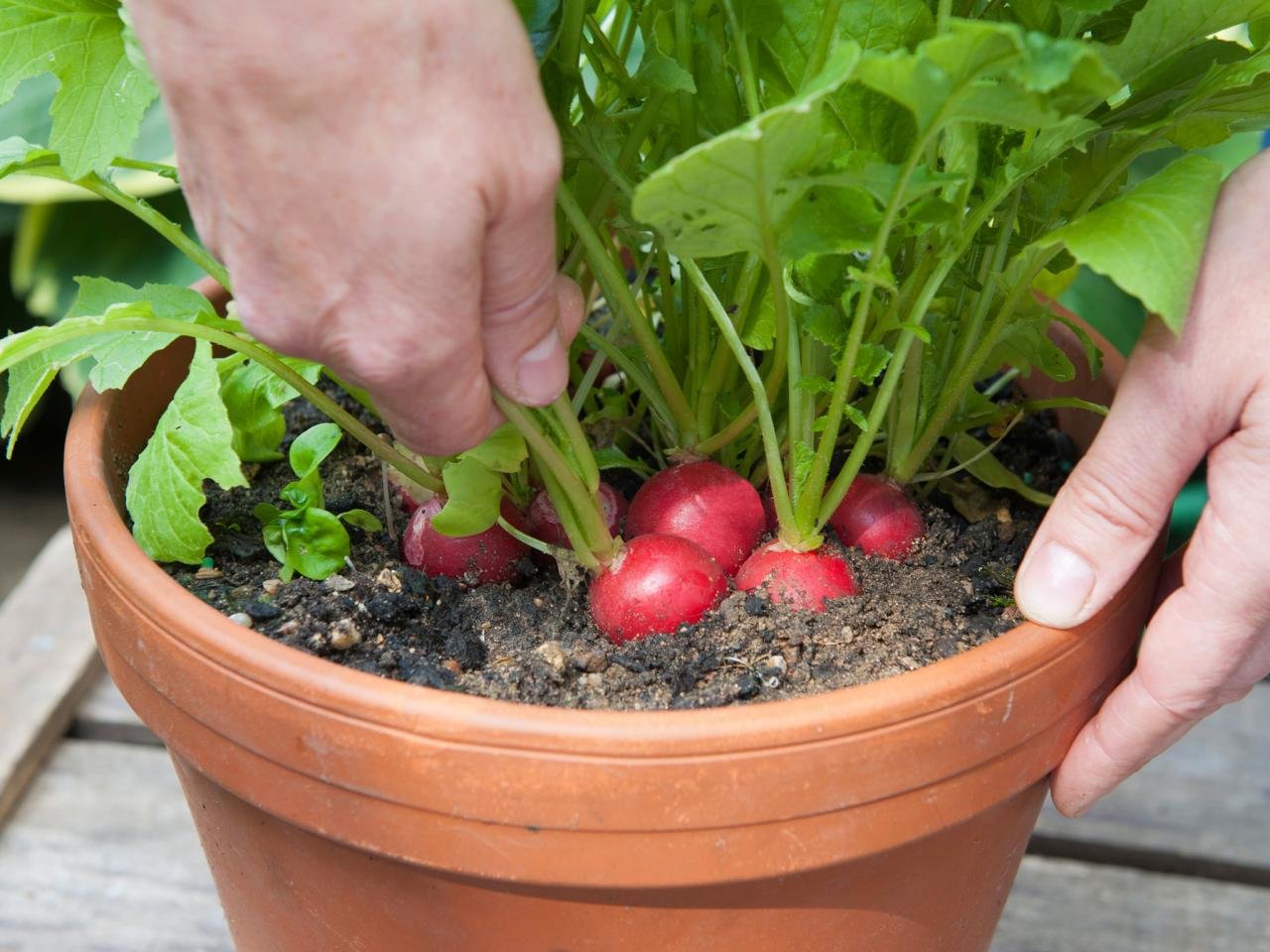 Овощи выращивание в домашних условиях