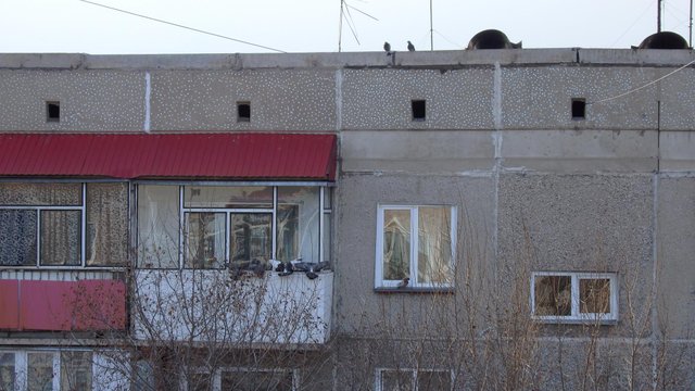 Птичий переполох3_2.JPG