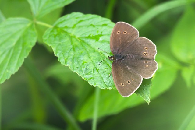 Brauner waldvogel (Aphantopus hyperantus)_8185-BF.jpg