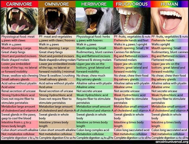 Comparative-Anatomy-of-Eating-Chart-Dr.-Milton-R.-Mills.jpg