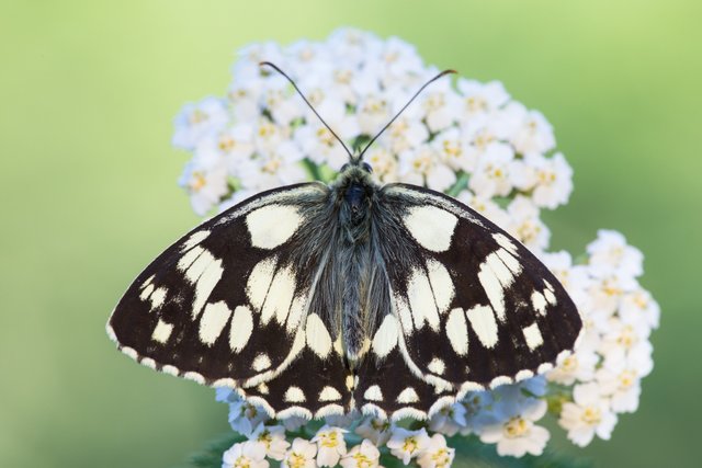 Schachbrettfalter (Melanargia galathea)_CI4A8414-BF.jpg
