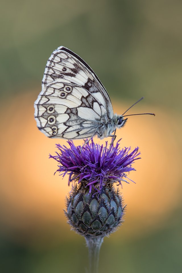 Schachbrettfalter (Melanargia galathea)_CI4A8332-BF.jpg
