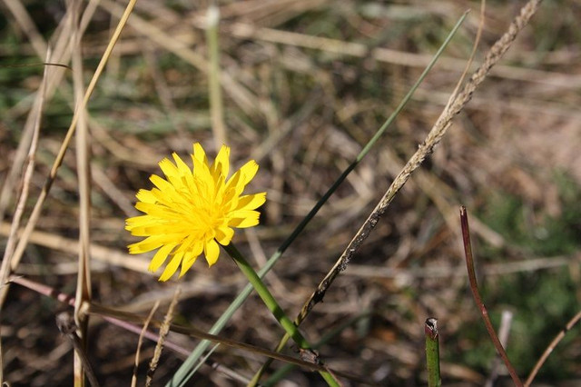 field flower.jpg