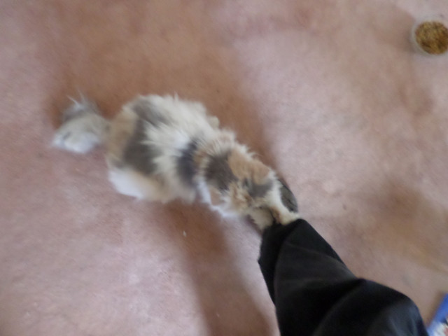 Cali playing.JPG