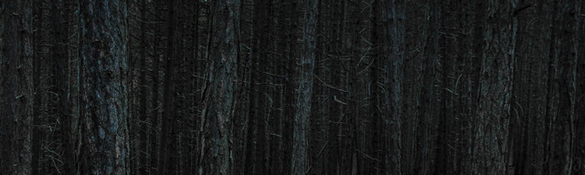 Cactus Woods.jpg