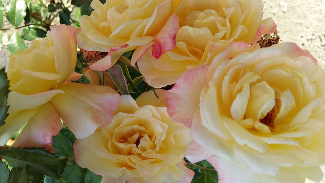orange roses.jpg