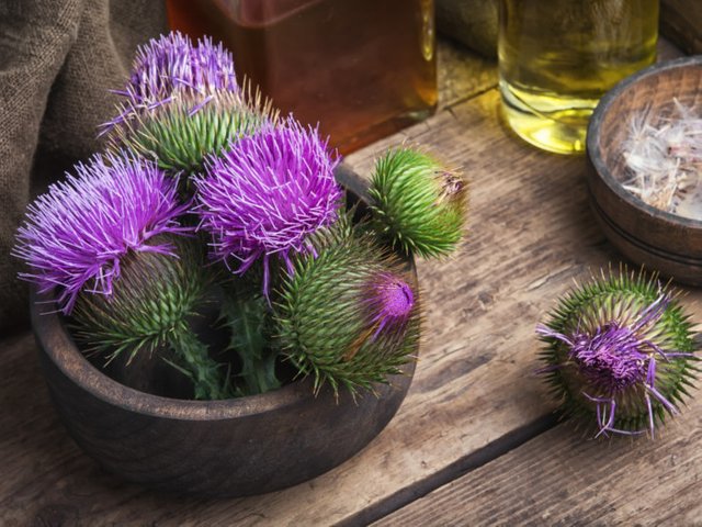 Milk Thistle - Growing, harvesting and using  Steemit
