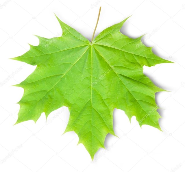 otoño 3.jpg