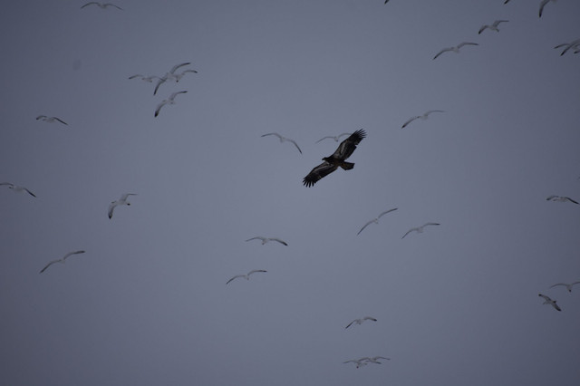 DSC_0034scaled.JPG