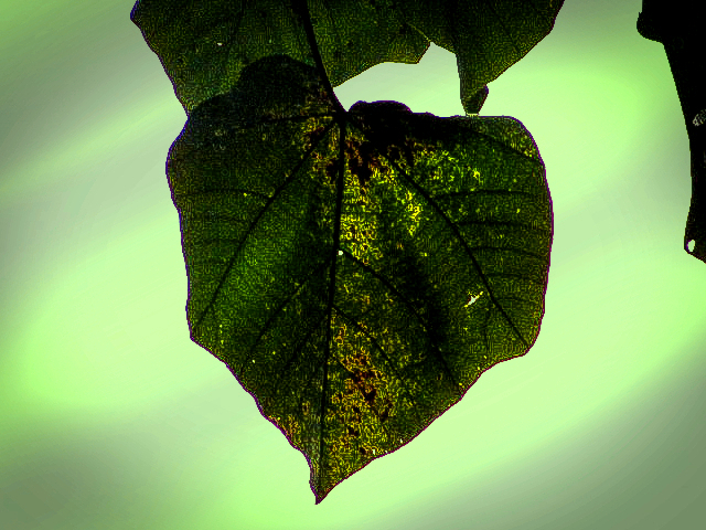 hoja textura.png