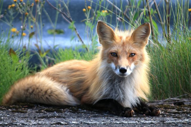 fox-73548_1920.jpg