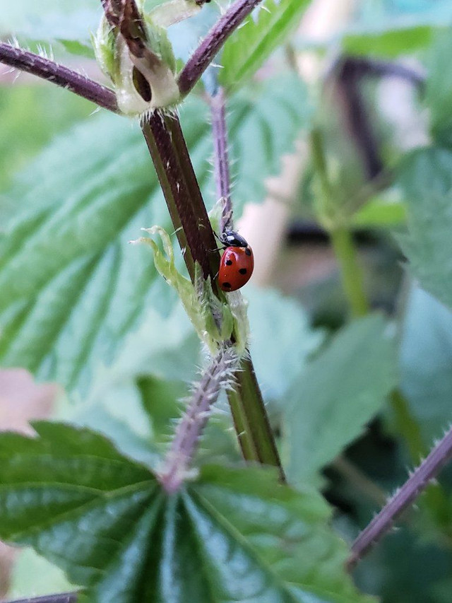 NettlesLadybug .jpg