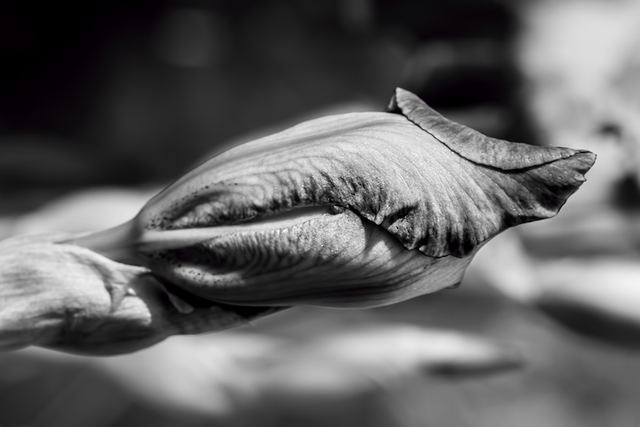 DSC_7261-BW-ST.png