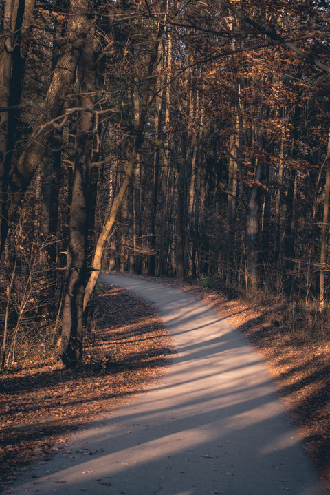 IntoTheWoods-2.jpg