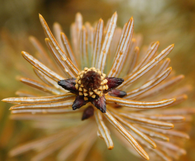 pine needles.jpg