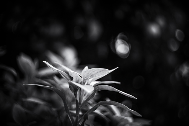 DSC01553-BW-ST.png