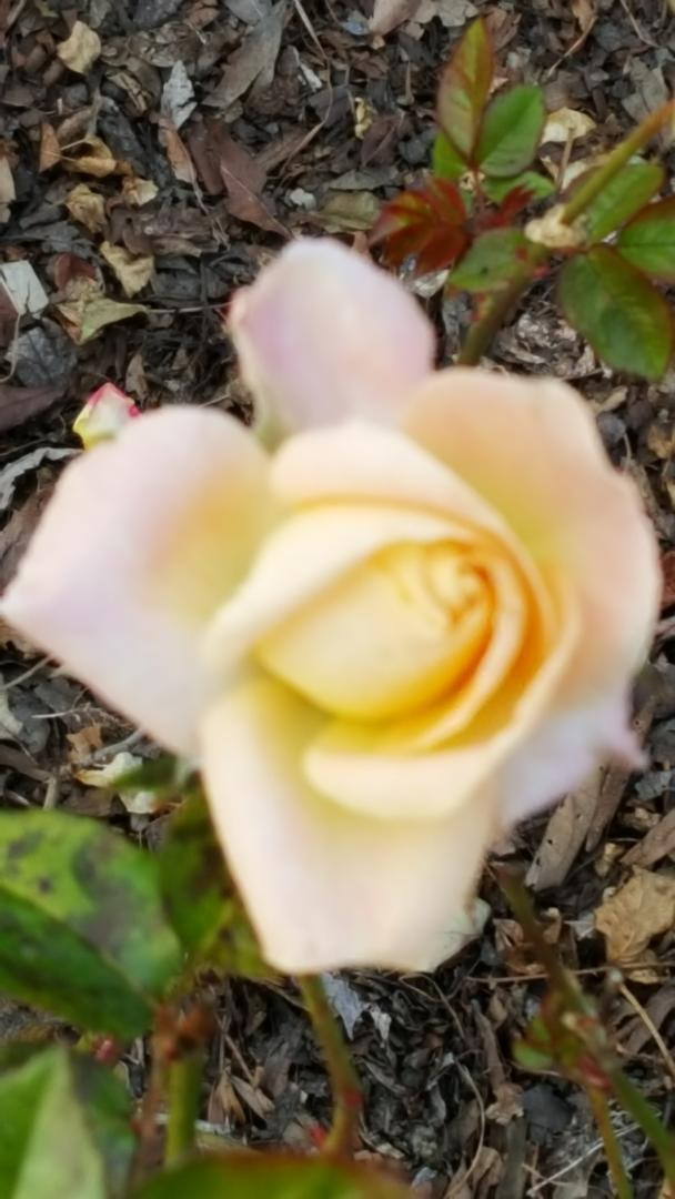 yellowpinkrose.jpg