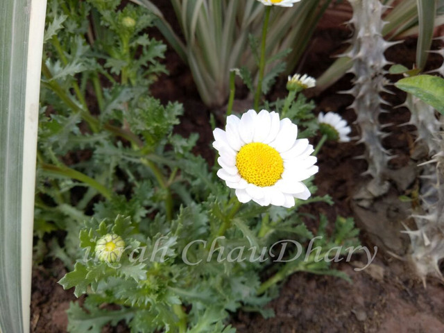 white flower.jpg