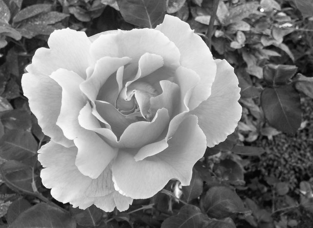 monomad rose.jpg