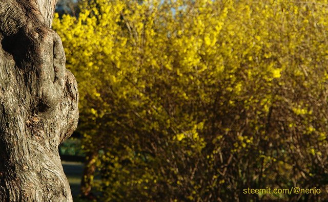 spring-bark-01.jpg