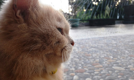 kucing kecil.jpg