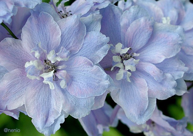flowers-indigo.jpg